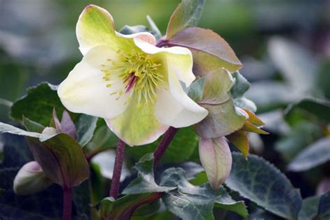 Helleborus Frostkiss Mollys White Fossil Creek Tree Farm