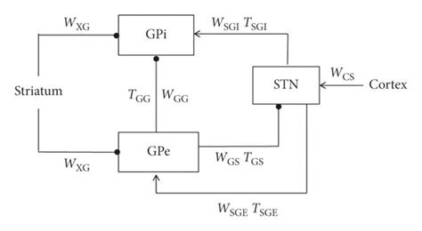 Schematic Diagram Of STN GPe GPi Each Rectangular Represents Neural