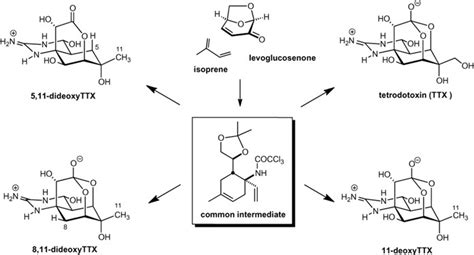 Synthesis of Tetrodotoxin, a Classic but Still Fascinating Natural ...