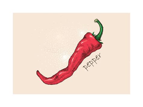 Hot Pepper Illustrations