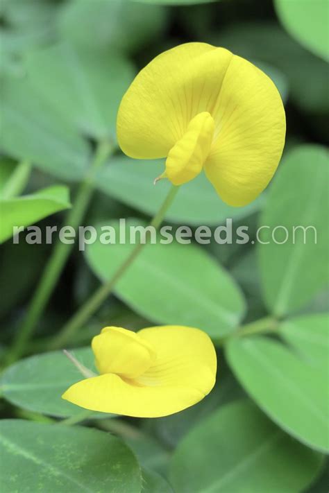 Arachis Pintoi Pinto Peanut Buy Seeds At