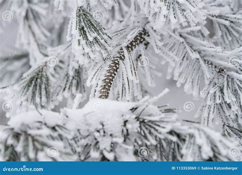 Pine Tree In Winter Stock Image Image Of Forest Rural 113353069