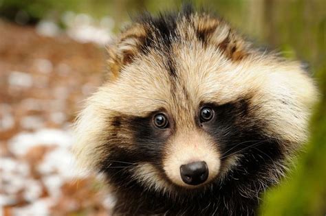 What the Heck Is a Tanuki? 8 Things You Didn't Know About Raccoon Dogs