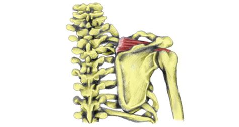 Supraspinatus Tendon Tear Exercises