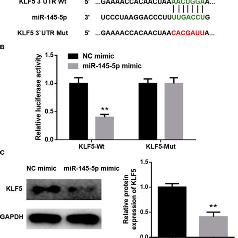 KLF5 Is A Direct Target Of MiR 145 5p In CC A The Predicted Binding