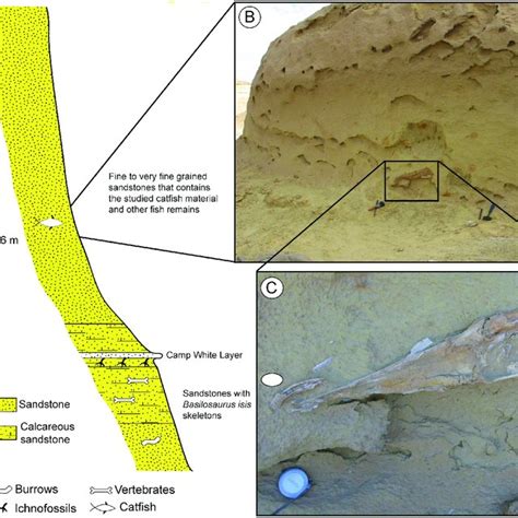 (PDF) A new genus and species of marine catfishes (Siluriformes; Ariidae) from the upper Eocene ...