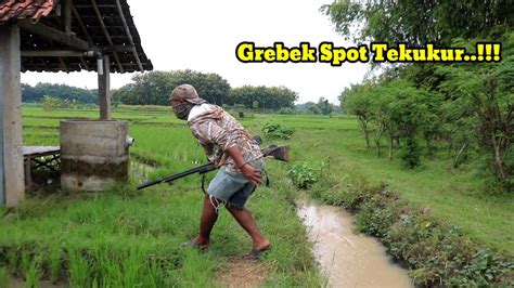 Akurasi Super Grebek Spot Tekukur Yang Masih Melimpah Youtube