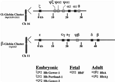 The Human Globin Gene Clusters And Their Developmental Regulation