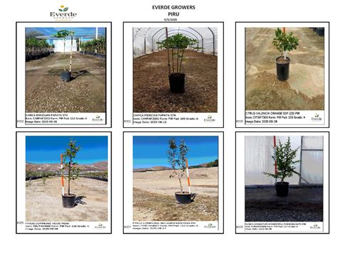 Hot Sheets Everde Growers