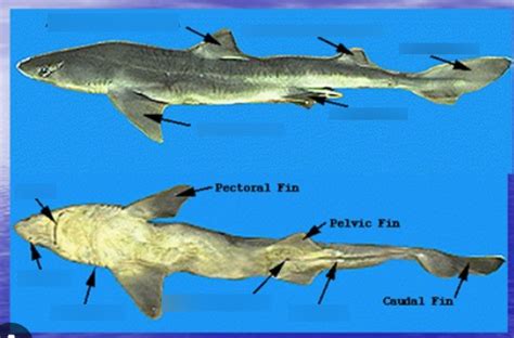 Dogfish shark external anatomy Diagram | Quizlet