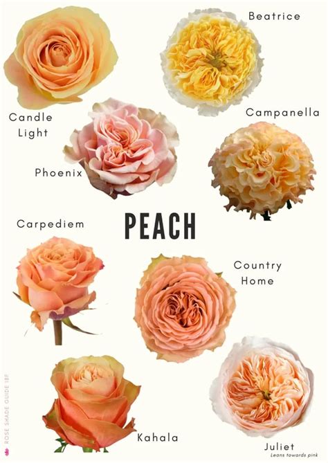 Peach Colored Rose Varieties