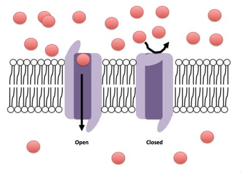 Research reveals surprising inactivation mechanism for a voltage-gated ion channel