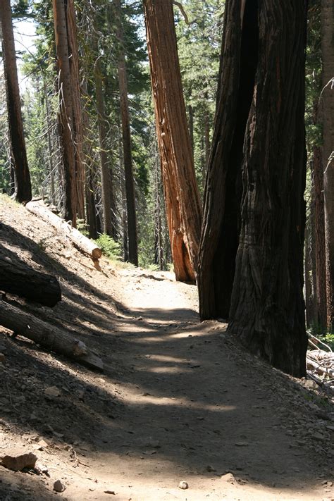 Giant Redwood Trees In Yosemite Free Stock Photo Public Domain Pictures