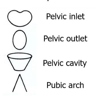 Hsc Pelvis Perineum Flashcards Quizlet