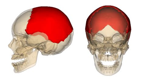 Parietal Bones And Skull Sutures Diagram Quizlet