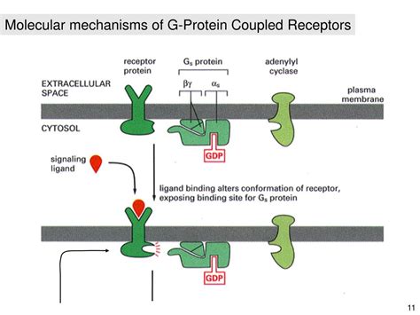 Ppt G Protein Coupled Receptor Signaling Pathways Powerpoint