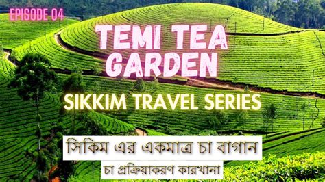 South Sikkim Tour Plan Temi Tea Garden Best Offbeat Place In Sikkim