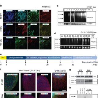 Generation And Characterization Of Ips Cells A Control Cell Line