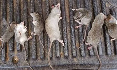 How to Find Poisoned Mice | Mouse Poison Facts