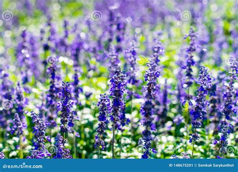 Flores Azules De Salvia Imagen De Archivo Imagen De Perenne 148675201