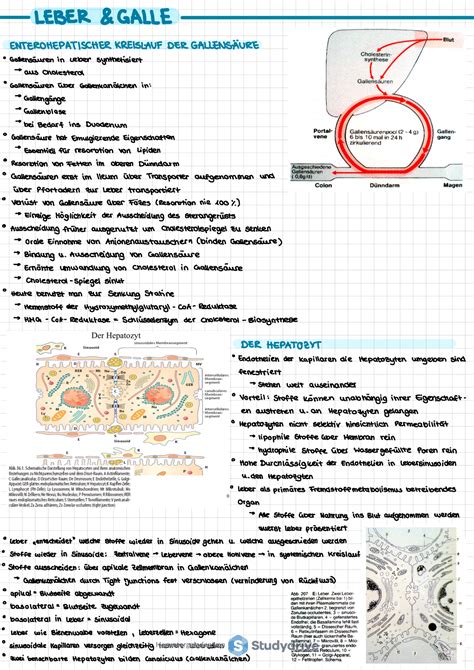 Vorlesung Zusammenfassung Der Powerpoint Leber Galle