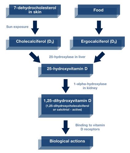 Nutrition Final Exam Chapters And Flashcards Quizlet