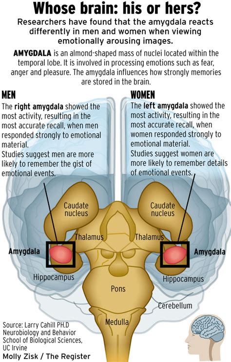 Uci Researcher Male Female Brains Are Different ‘mosaics Orange