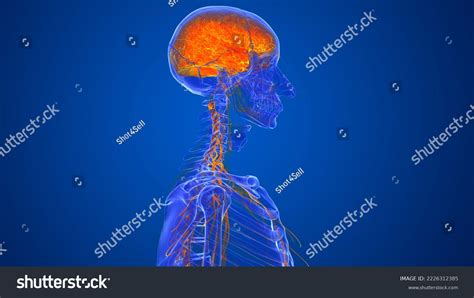 Human Skull Brain Anatomy D Illustration Stock Illustration