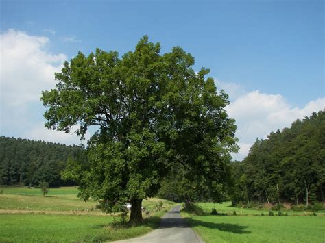 A Gallery of Native Irish Trees - Green News Ireland