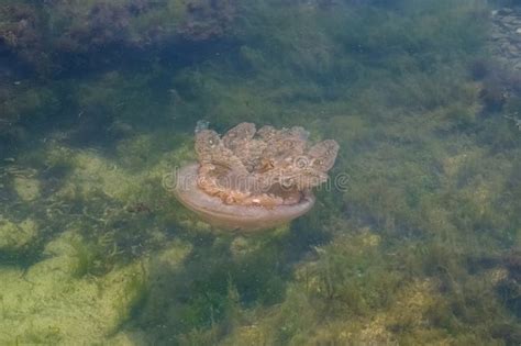 A Barrel Jellyfish in the Sea Stock Image - Image of danger, aquatic ...