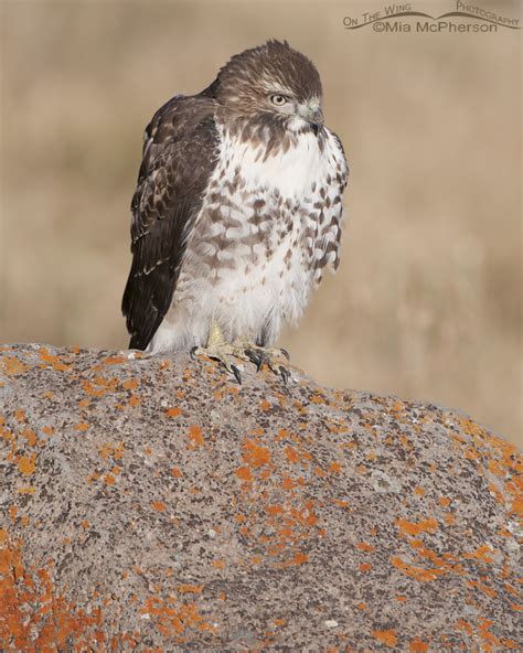 A Juvenile Red Tailed Hawk Perched On A Boulder With Red Lichen Mia