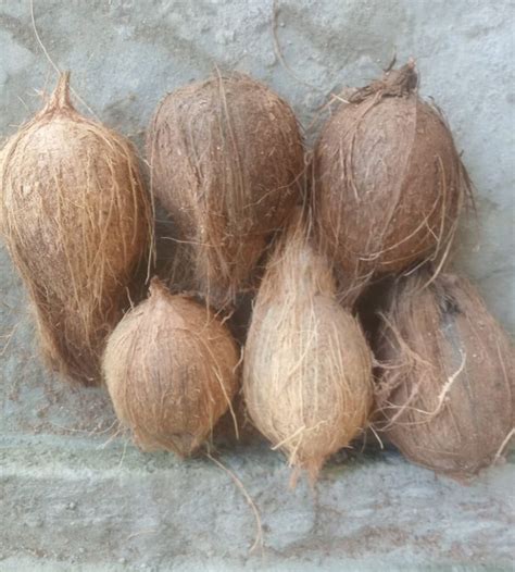 A Grade Solid Semi Husked Coconut For Pooja Packaging Type Gunny Bag