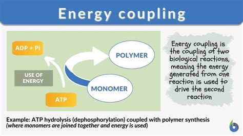 Energy coupling - Definition and Examples - Biology Online Dictionary