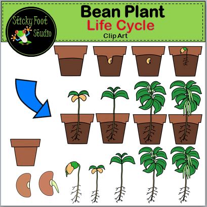 plant life cycle clipart 10 free Cliparts | Download images on ...