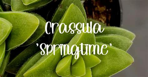 Crassula ‘springtime’ A Comprehensive Succulent Care Guide