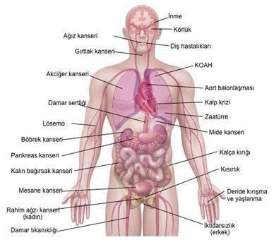 Sigara ömrümüzden 10 senemizi çalıyor Prof Dr E Murat Tuzcu