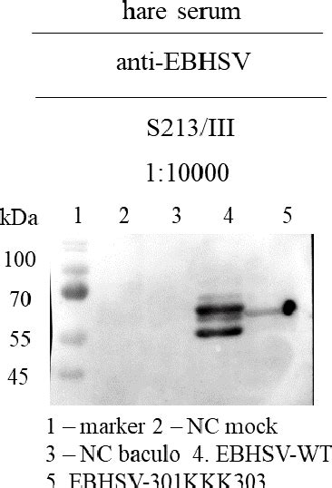 Figure 2 From Serological Characterisation Of Lagovirus Virus Like