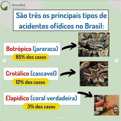 Mitos E Verdades Em Caso De Acidentes Serpentes AUN USP