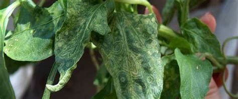 Tobacco thrips - BioBee South Africa