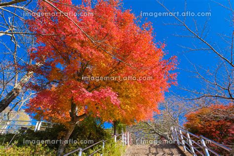 山梨県富士吉田市 紅葉の新倉富士浅間神社、さくや姫階段の写真素材 210185657 イメージマート