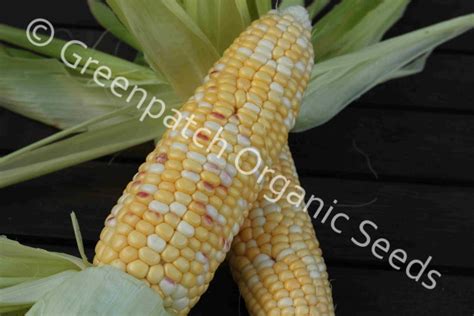 Anasazi Sweet Corn Seed Greenpatch Organic Seeds