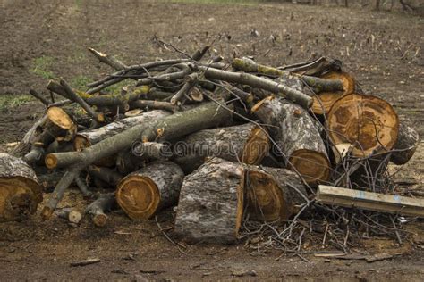 Pile Of Firewood Wood Firewood On Ground Preparation Woods For Winter