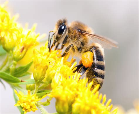 Bees Collecting Nectar From Flower Multiplier