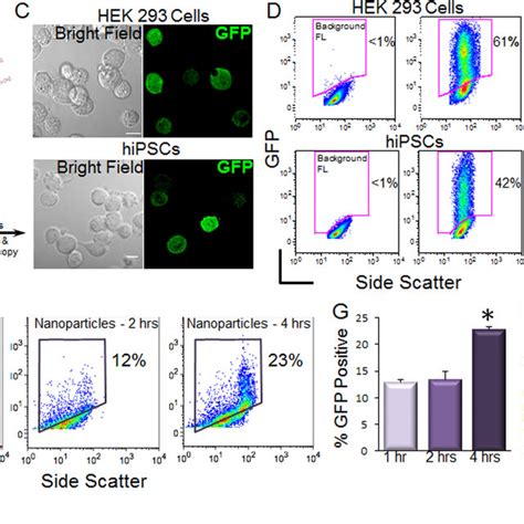 Transfection Of Hipsc Cms Using Magnetic Nanoparticles Notes A