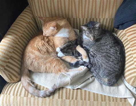 About these cats: Pumpkin and Pebbles – Bonded Pair – The Feline Connection