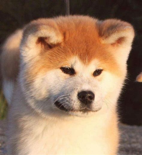 Sintético 101 Foto Precio De Un Perro Akita Japones Lleno