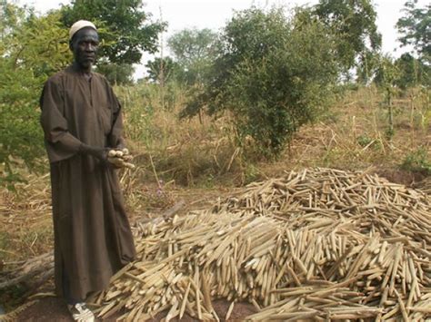 Bushmeat Crisis Africa Biodiversity Collaborative Group ABCG