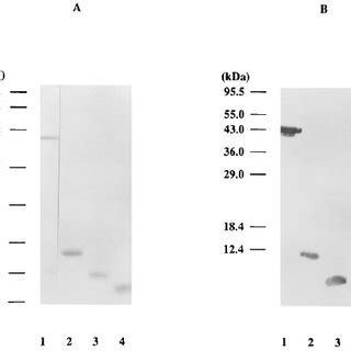 Sds Page And Immunoblot Analysis Of Purified R Fima Polypeptides A