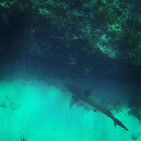 Looe Key Florida Keys National Marine Sanctuary Les Keys Ce Qu