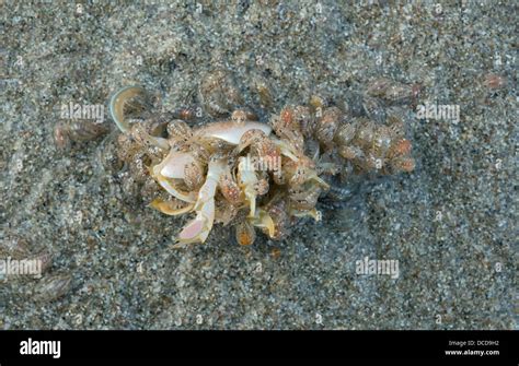 Pacific Sand Crab (aka Mole Crab) (Emerita analoga,) Dead adult being ...